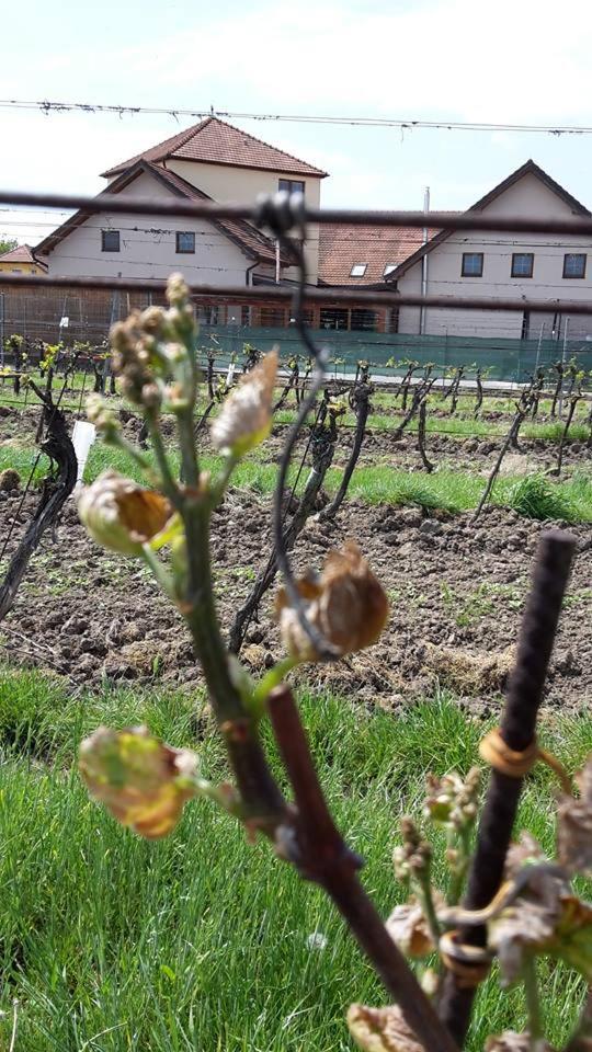Penzion Kosik Tvrdonice Dış mekan fotoğraf